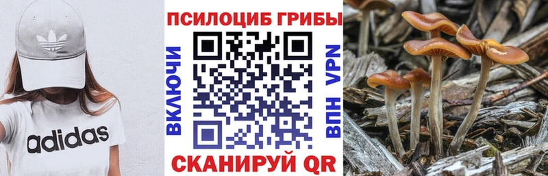 Псилоцибиновые грибы Cubensis  Емва 